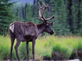 Caribou (credit: Wayne Sawchuk)