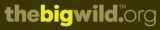 thebigwild-logo.png